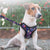 Nylon Dog Harness and Leash